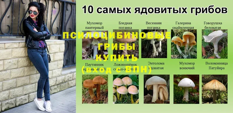 Галлюциногенные грибы GOLDEN TEACHER  купить наркоту  OMG ТОР  Богородск 